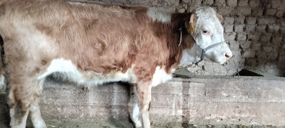 Парода өгіздер сатылады