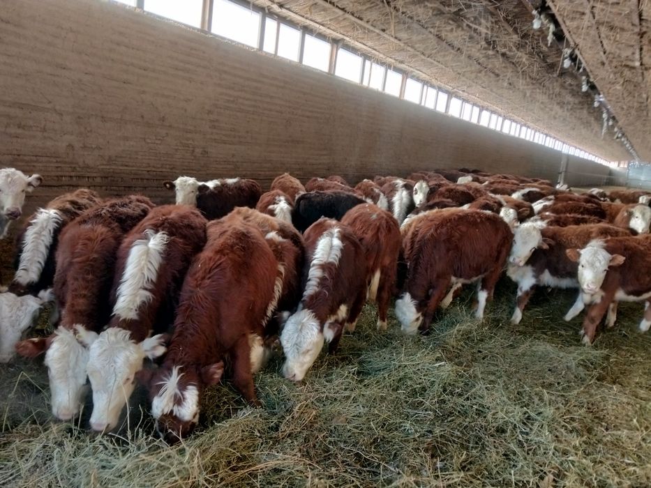 Бычки букалар 50бас