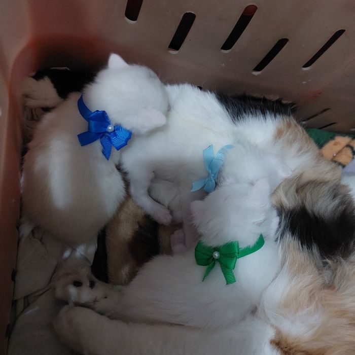 Все нашли себе дом. Раздали всех