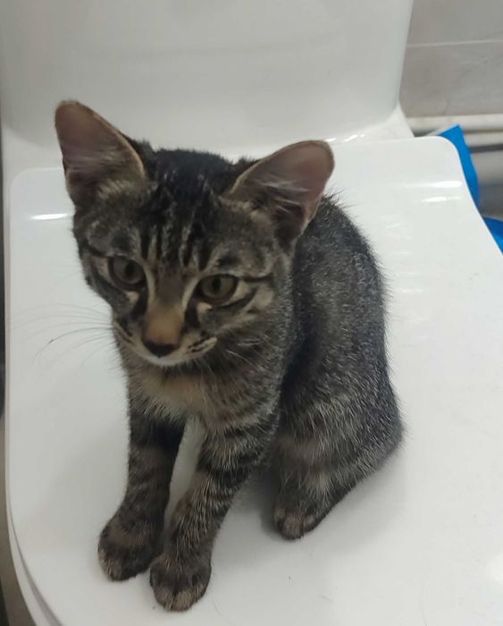 Котёночки в хорошие руки