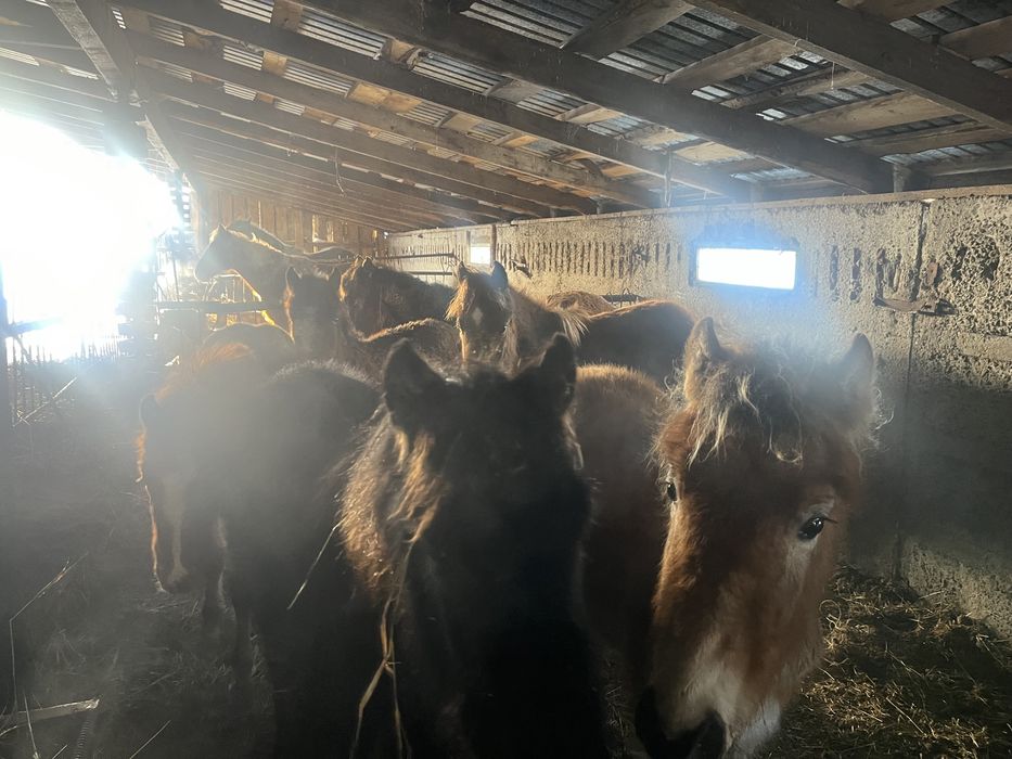 Продам Жеребят цена договарная