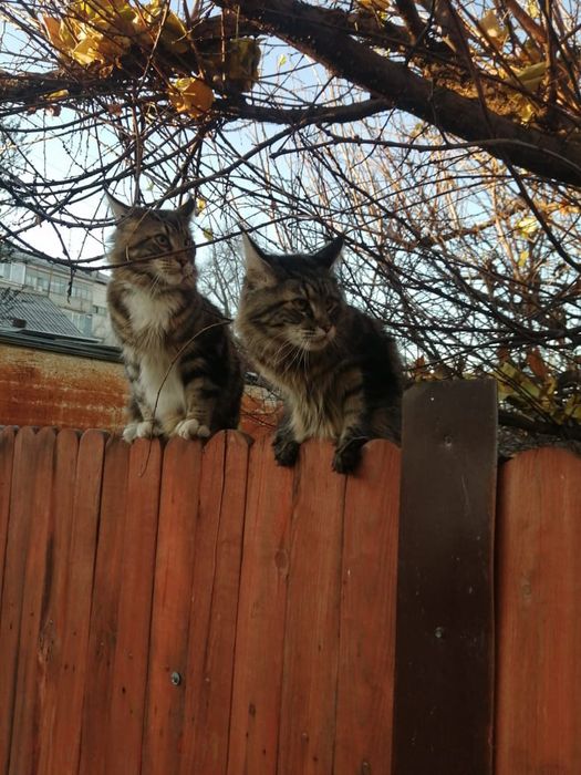 Красивые котята Мейн-Куны