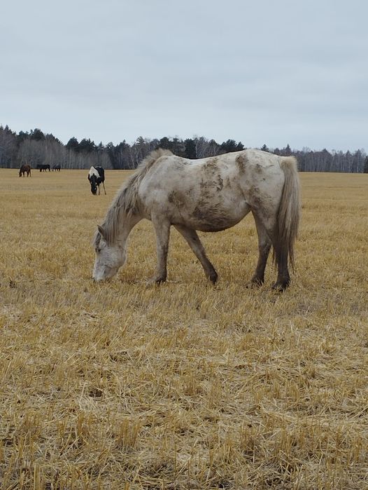 Кобыла 11 лет...