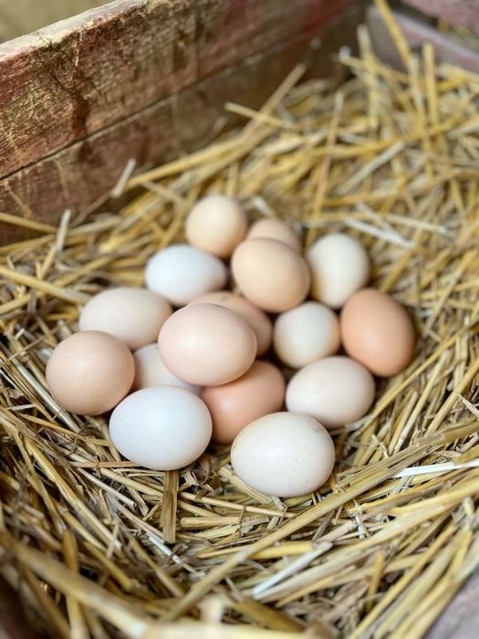 Яйцо дачное домашнее