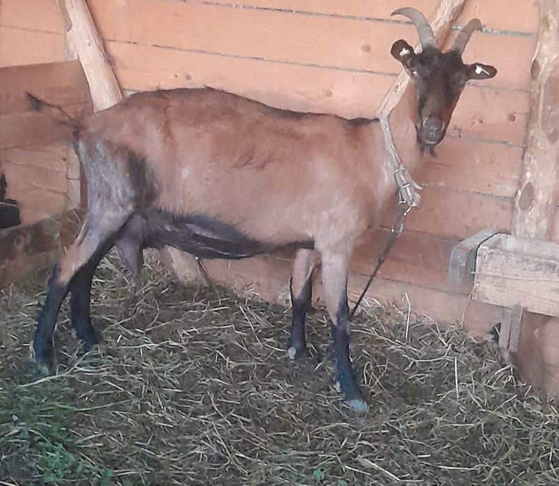 Disponibile 1 țap și două capre alpine franceze !