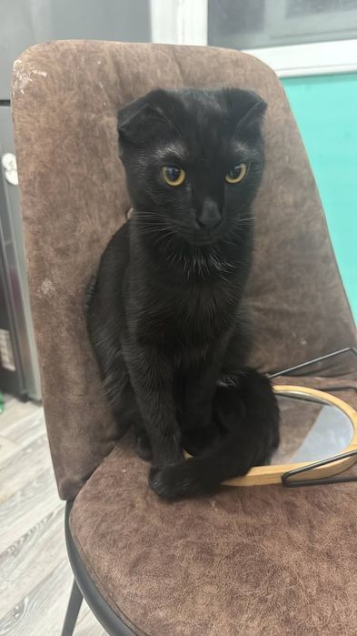 Отдаем кота шотландской породы