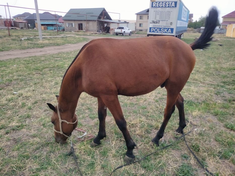 Продам Тай Момын уйретилген да