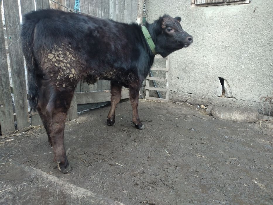 Vitea angus de crescut