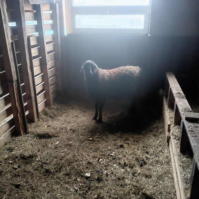 Семиз токты ургашы