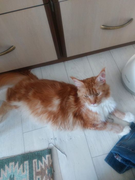 Котята Мейн-куна