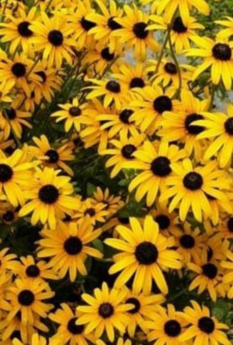 Цветы.     Цветы