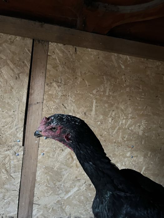 Курица бойцовая 15000