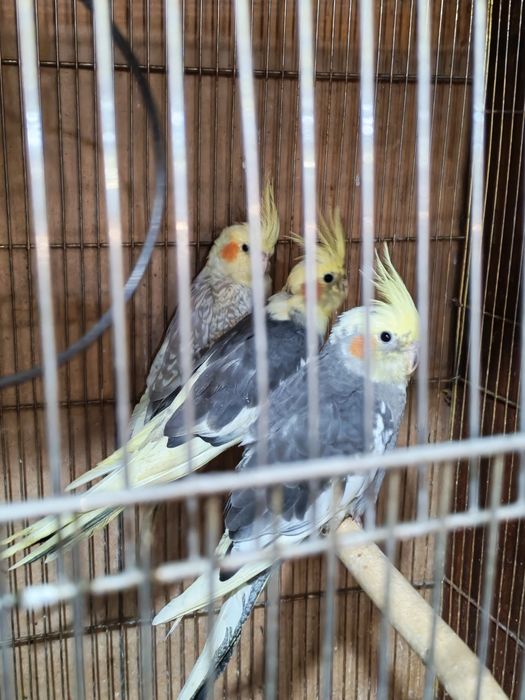 Кореллы попугаи в продаже