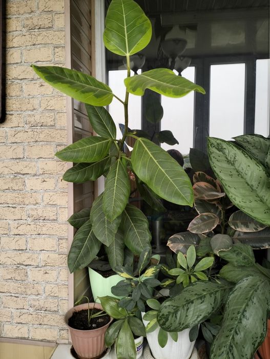 Цветы домашние разные