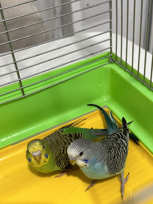 Срочно продам попугай вместе с клеткой