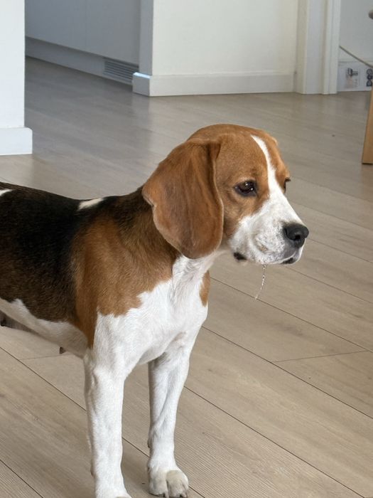 Щенки бигля Алматы