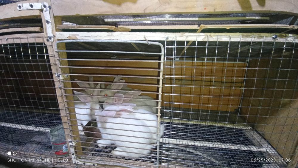 Quyon,кролик,hikol quyonlari