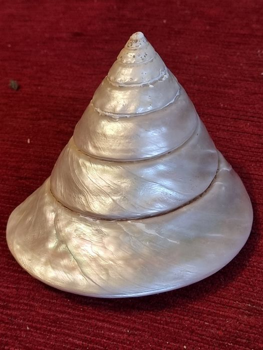 Scoica,cochilie Gigant Trochus Niloticus,sidef natural polizat(11cm)