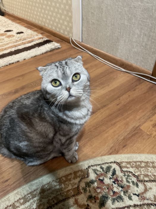 В добрые руки кошку