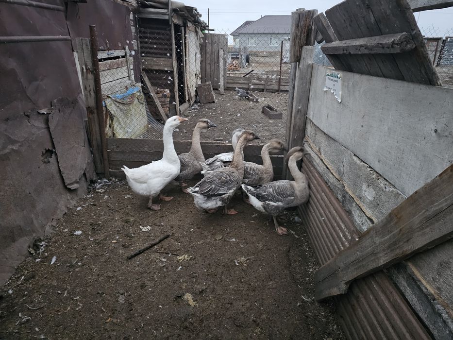 Продам поместных гусей