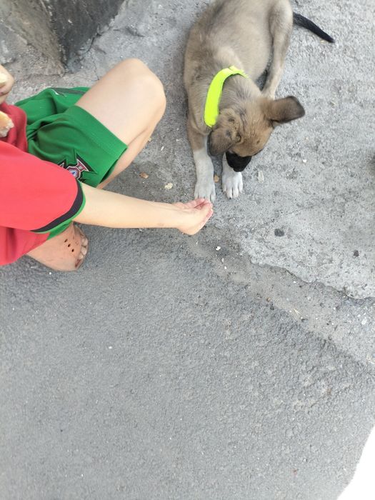 отдадим в хорошие руки щенка