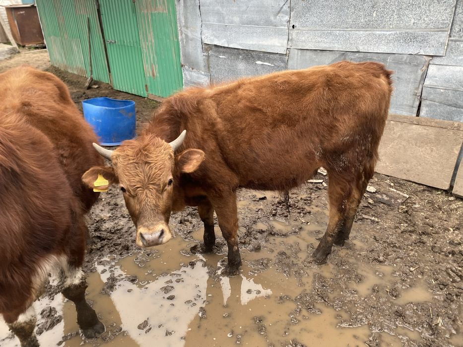 Бычки на откорм.