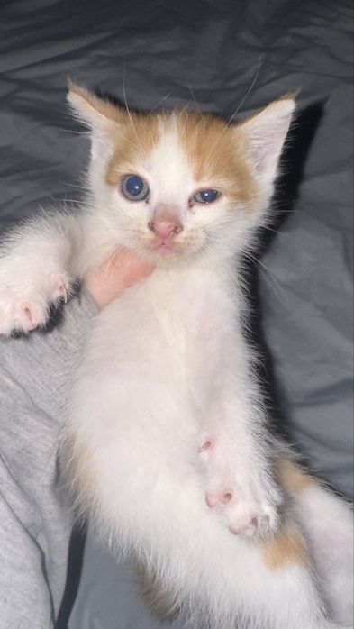 Отдаю игривых котят