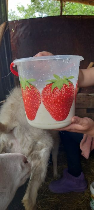 Продам Зааненскую козу.