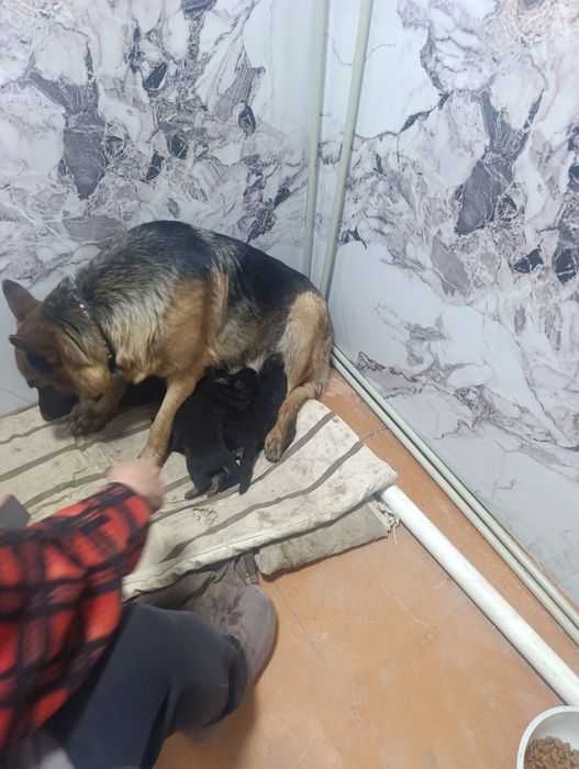 Продам Щенков немецкой овчарки