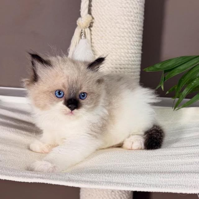 Motanel ragdoll pufos