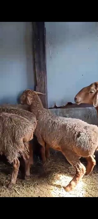 Продам барана на племя