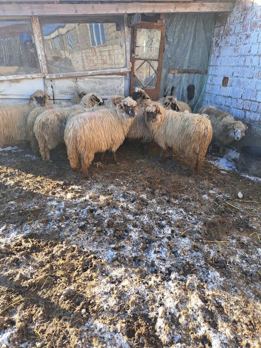 Vând 10 oi gestante
