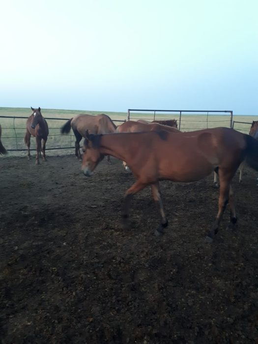 Продам лошадей с жеребятами