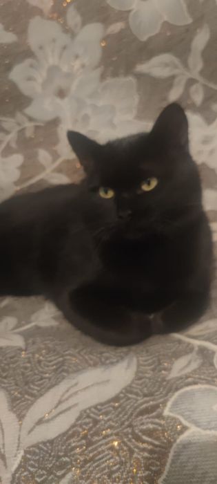 Потерялся черный кот