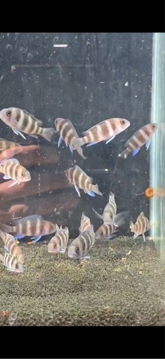 Продам рыб фронтозы