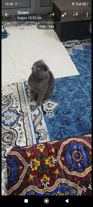 Zotdor mushuk aqilli