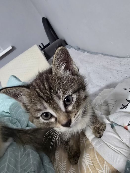 Отдам котёнка в добрые руки