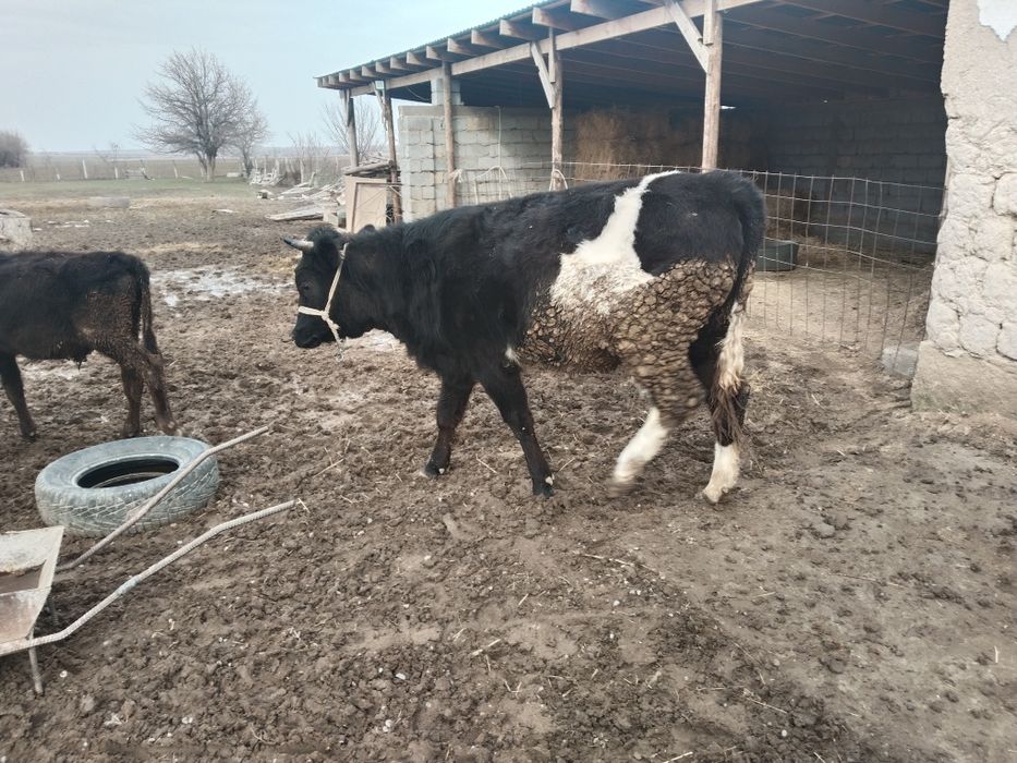 Ургашы тана сатылады.