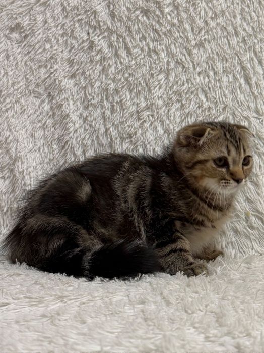 Шотландский котик.Скоттиш Документы.