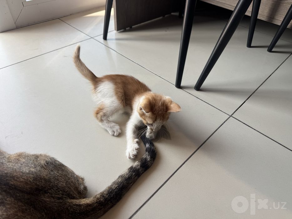Отдам котенка в добрые руки БЕСПЛАТНО!
