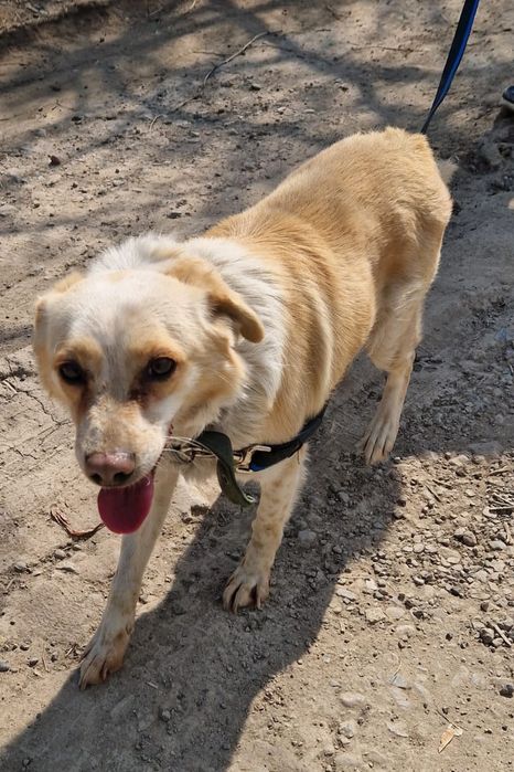 Собака  супер добрейшая , ищем хозяина