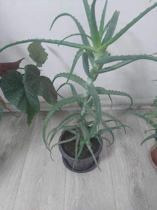 Продам алоэ лекарственный