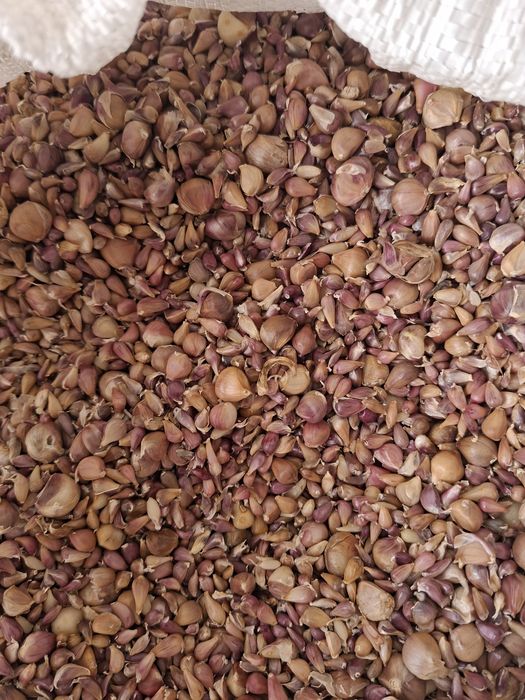 Samanta de baib si baib de consum