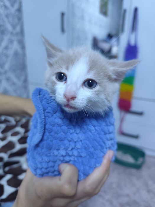 Котята милашки...