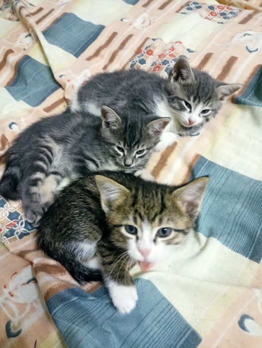 Котята в добрые руки