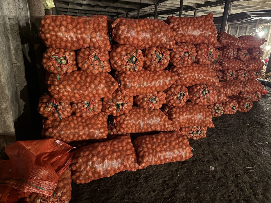 Картофель средний (семена)