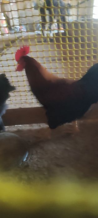 Прадам куры и петухов