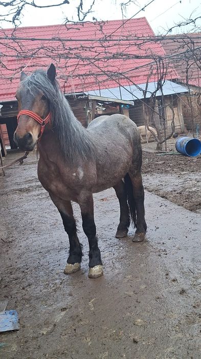 Vând armăsar de 6 ani