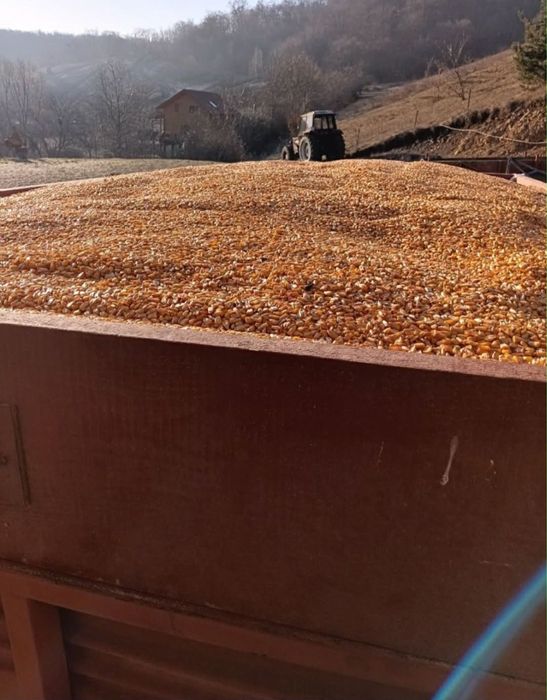 Vând porumb………..