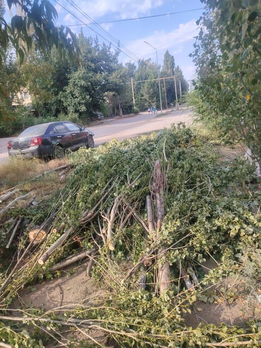 Отдам Дрова бесплатно